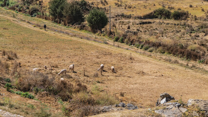 Fototapeta premium A group of llamas graze in a pasture. Dry yellow grass in a meadow. There is a silhouette of a man walking on a dirt road. View from above. Peru. Cusco.