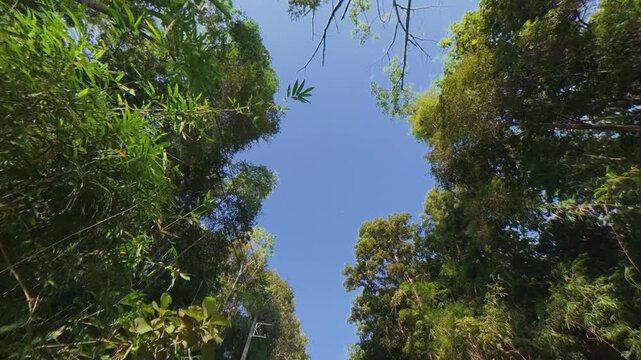 Upward view of lush green tree canopy surrounding a clear blue sky, with a large overhanging branch and sunlight illuminating the foliage in a peaceful forest scene.