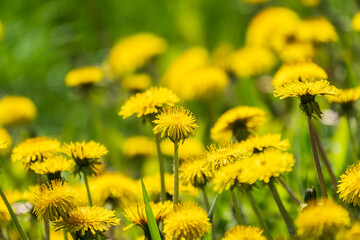 Field of yellow dandelions. Taraxacum officinale, the common dandelion © Dmitrii Potashkin