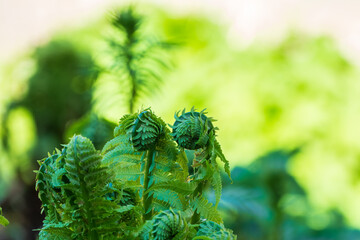 Natural green young ostrich fern or shuttlecock fern © Dmitrii Potashkin
