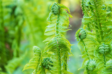 Natural green young ostrich fern or shuttlecock fern © Dmitrii Potashkin