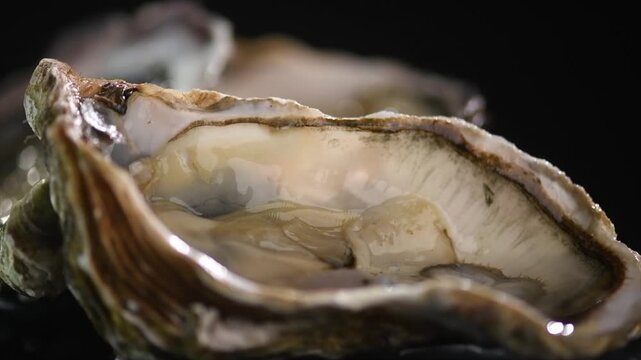 Oysters close up over black background, open french Fine de Claire oysters on ice. Healthy sea food. Oyster dinner in restaurant. Gourmet food, delicatessen, macro shot  