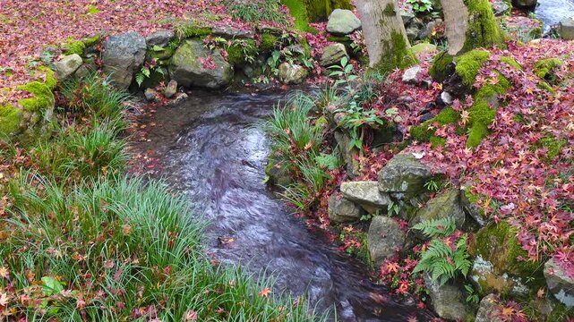beautiful autumn landscape with colorful leaves and stream in Kyoto, Japan.