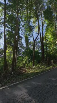 Vertical footage of lush green forest vegetation beside a quiet paved road, with sunlight filtering through tall trees and casting natural shadows across the roadside.