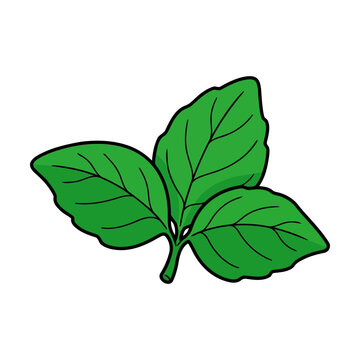 Fresh green basil leaves illustration for cooking and healthy food design Vector