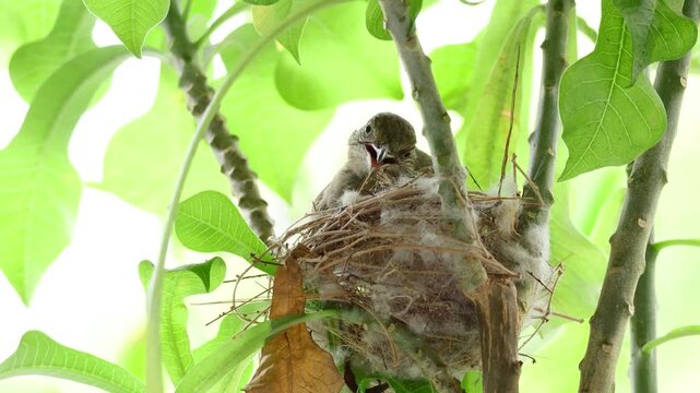 Streak-eared bulbul bird sitting in its nest on a frangipani tree to keep newborn chicks warm