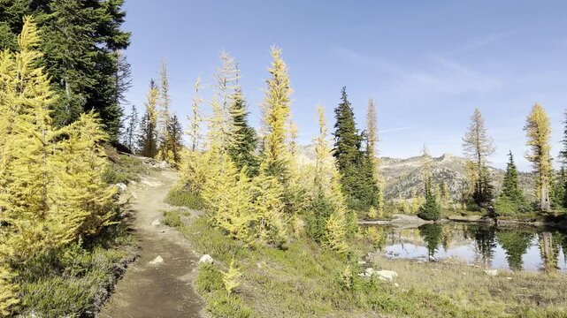 View of small lake in the North Cascades surrounded by larch trees that have turned gorgeous yellow before their leaves fall off in October.