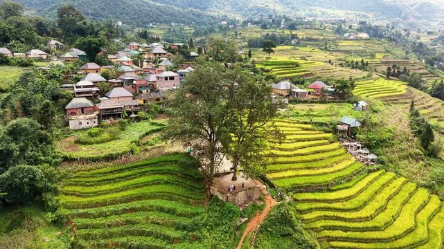 Aerial orbit around the twin Happiness Trees beside Ha Nhi earthen houses in Choan Then, Y Ty, Vietnam