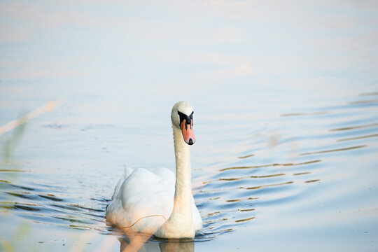 mute swan , Cygnus olor, moselle valley wildlife, bird swimming in haff reimech nature reserve and wetland in luxembourg, animal