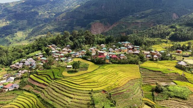 Sunlit aerial orbit around yellow earthen houses beside terraced rice hills in a Ha Nhi village in Y Ty