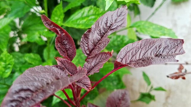 Red Amaranth Plant Foliage In Vegetable Garden