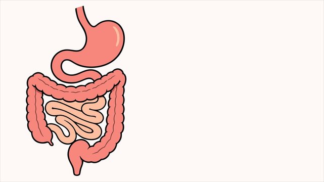 Detailed Anatomical Illustration of the Human Digestive System Showing Stomach and Intestines for Educational Medical Concepts
