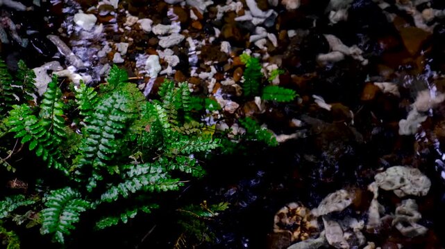 Green fern plant on riverbank in water at Tavoro waterfall in Bouma National Heritage Park on tropical island Taveuni Fiji