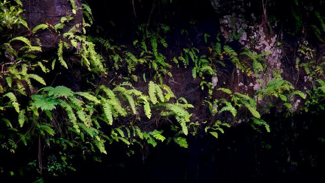 Green fern plants on rocky cliff face of Tavoro waterfall in Bouma National Heritage Park on tropical island Taveuni Fiji