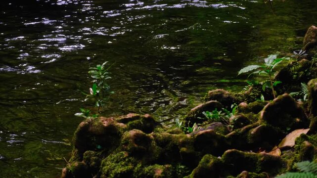 Flowing river water with mossy tree root and rock riverbank at Tavoro waterfall in Bouma National Heritage Park on tropical island Taveuni Fiji