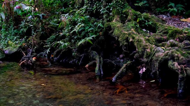 Riverbank with sprawling tree roots and green ferns at Tavoro waterfall in Bouma National Heritage Park on tropical island Taveuni Fiji
