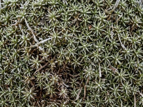 Frosted evergreen moss texture with dense green plant clusters