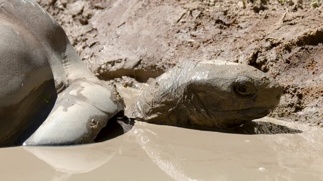 Giant Tortoise Submerging Head in Mud Puddle on Sunny Day