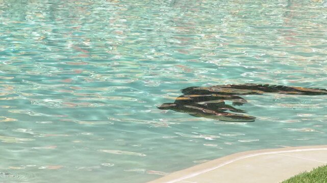 Saltwater Crocodile Swimming in Rippling Clear Water Pool