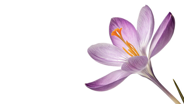 Beautiful single purple crocus spring flower blossom isolated on transparent background