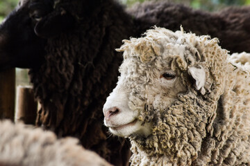 Profile View of Fluffy White Curly Wool Sheep in Livestock Farm © hmrclls_