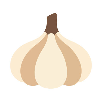 Whole garlic bulb for Korean cooking, isolated flat illustration