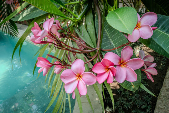 Blossoms of a tree in Lombok Indonesia