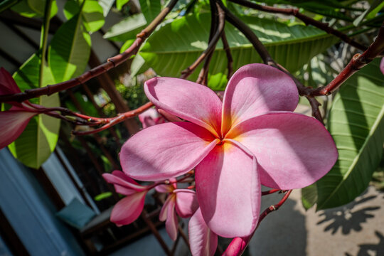 Blossoms of a tree in Lombok Indonesia