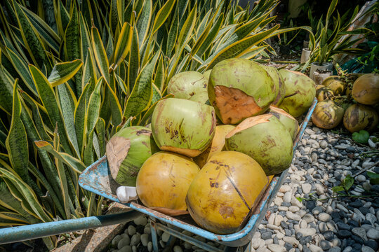 Freshly harvested coconuts in Lombok Indonesia