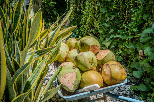 Freshly harvested coconuts in Lombok Indonesia
