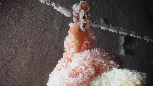 Intimate frozen bud textured with hoarfrost, detailed macro revealing crystalline granules on citrus peel and stem, moody lighting and preservation theme inspired by nuclear winter
