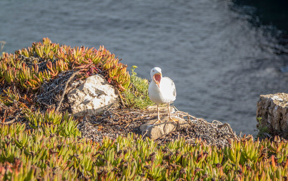 Vocalizing white seagull squawking with an open beak on a rocky coastal cliff covered in green and red succulent plants.