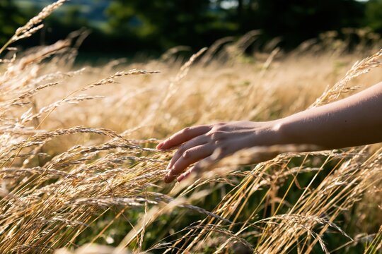 Hand touching dry grass in a field