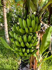 bananas on tree © smile