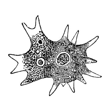 Amoeba, single-celled organism with a shapeless body and projecting pseudopods, old vintage illustration, 1899
