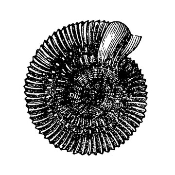 Ammonite, extinct marine mollusk with a spiral shell, old vintage illustration, 1899