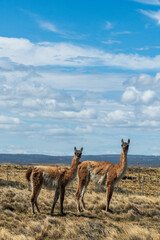 Telephoto of two Guanacos -Lama guanicoe- roaming around Tierra de Fuego, Chile © Goldilock Project