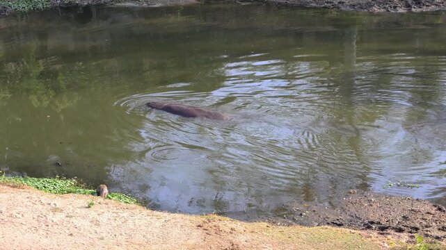 Common Hippopotamus swimming peacefully in a spacious naturalistic habitat, relaxing in the afternoon