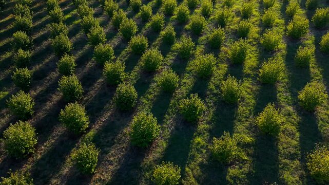 Sunlit vineyard rows in Piedmont cast long parallel shadows as the drone glides overhead in warm golden hour light.