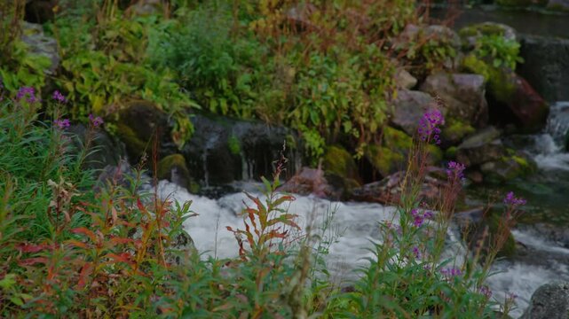 Close-up of a small natural stream flowing through rocks, with wildflowers and lush vegetation along the creekside and delicate trickling water cascading from the rocks.