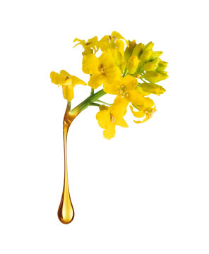 Canola flower with dripping oil drop close-up isolated on a white background