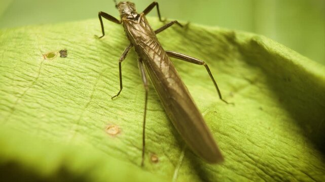 Macro close-up of a stonefly from the Leuctridae family resting on a leaf