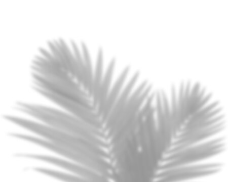 Number thirteen in black serif font isolated on a transparent background