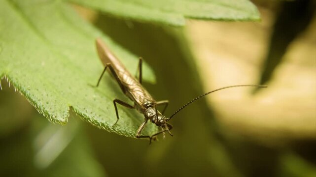 Stonefly from the Leuctridae family perched on a leaf &ndash; natural insect macro footage