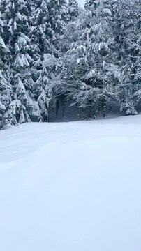 Majestic winter landscape showing a forest of fir trees during a heavy snowfall in a beautiful Bavarian national park, a perfect christmas destination during the cold and freezing season