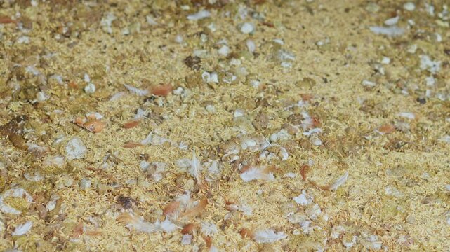 Organic chicken bedding litter mixed with droppings, eggshell fragments, and down