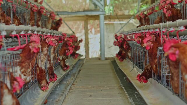 Commercial poultry farm aisle flanked by stacked battery cage systems housing active layer chickens