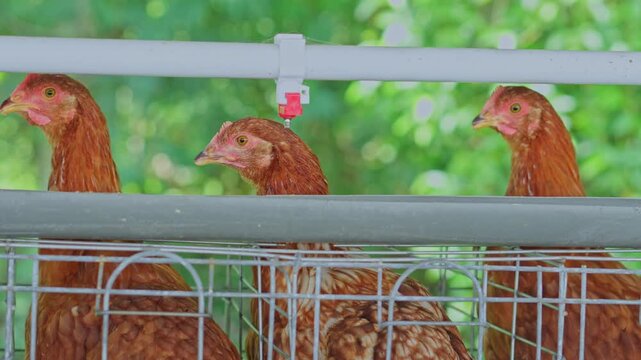 Trio of layer hens looking forward from metal coop compartments under white water pipe line