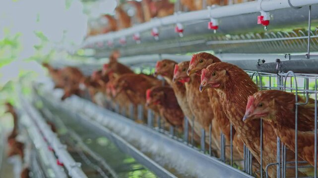 Side view of tiered poultry battery cage system filled with active layer hens looking forward