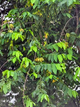 Vertical view of yellow Desmos flowers blooming on green leafy branches